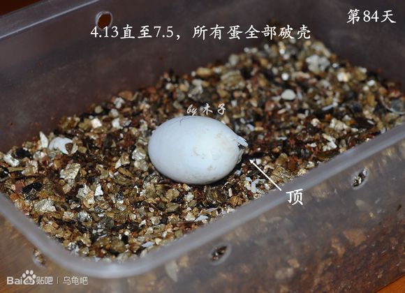 自己养的草龟怎么孵化草龟蛋,自家养的草龟如何产蛋