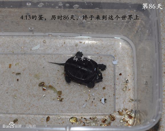 自己养的草龟怎么孵化草龟蛋,自家养的草龟如何产蛋