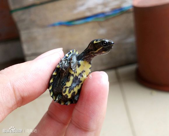 自己养的草龟怎么孵化草龟蛋,自家养的草龟如何产蛋