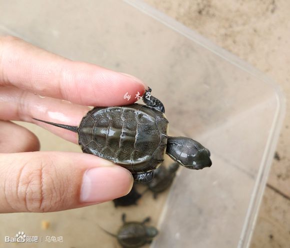 自己养的草龟怎么孵化草龟蛋,自家养的草龟如何产蛋
