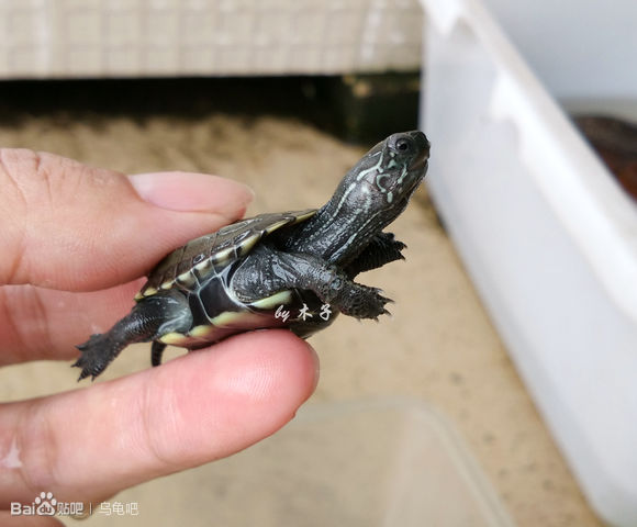 自己养的草龟怎么孵化草龟蛋,自家养的草龟如何产蛋