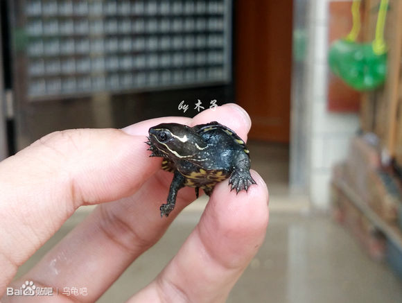 自己养的草龟怎么孵化草龟蛋,自家养的草龟如何产蛋