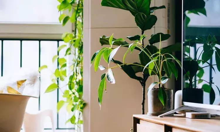 租房买房赚钱吗,租房要赔巨款