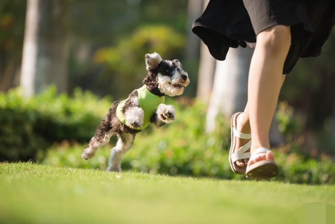 狗狗体内有虫可以驱虫吗,狗狗体内驱虫驱下了虫