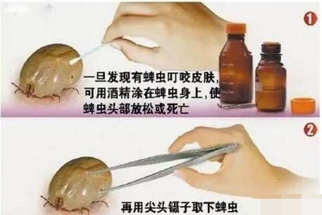 狗狗体内有虫可以驱虫吗,狗狗体内驱虫驱下了虫