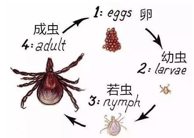 狗狗体内有虫可以驱虫吗,狗狗体内驱虫驱下了虫