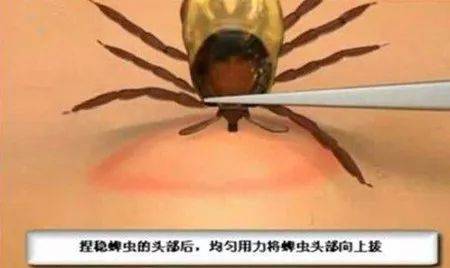 狗狗体内有虫可以驱虫吗,狗狗体内驱虫驱下了虫