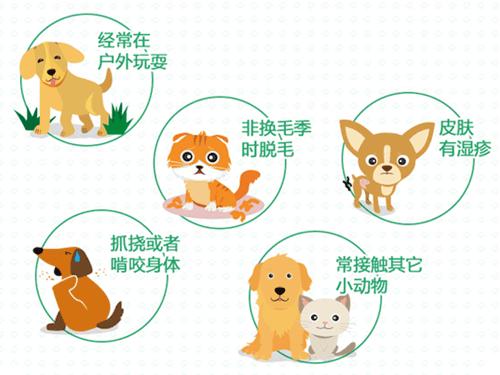 狗狗体内有虫可以驱虫吗,狗狗体内驱虫驱下了虫