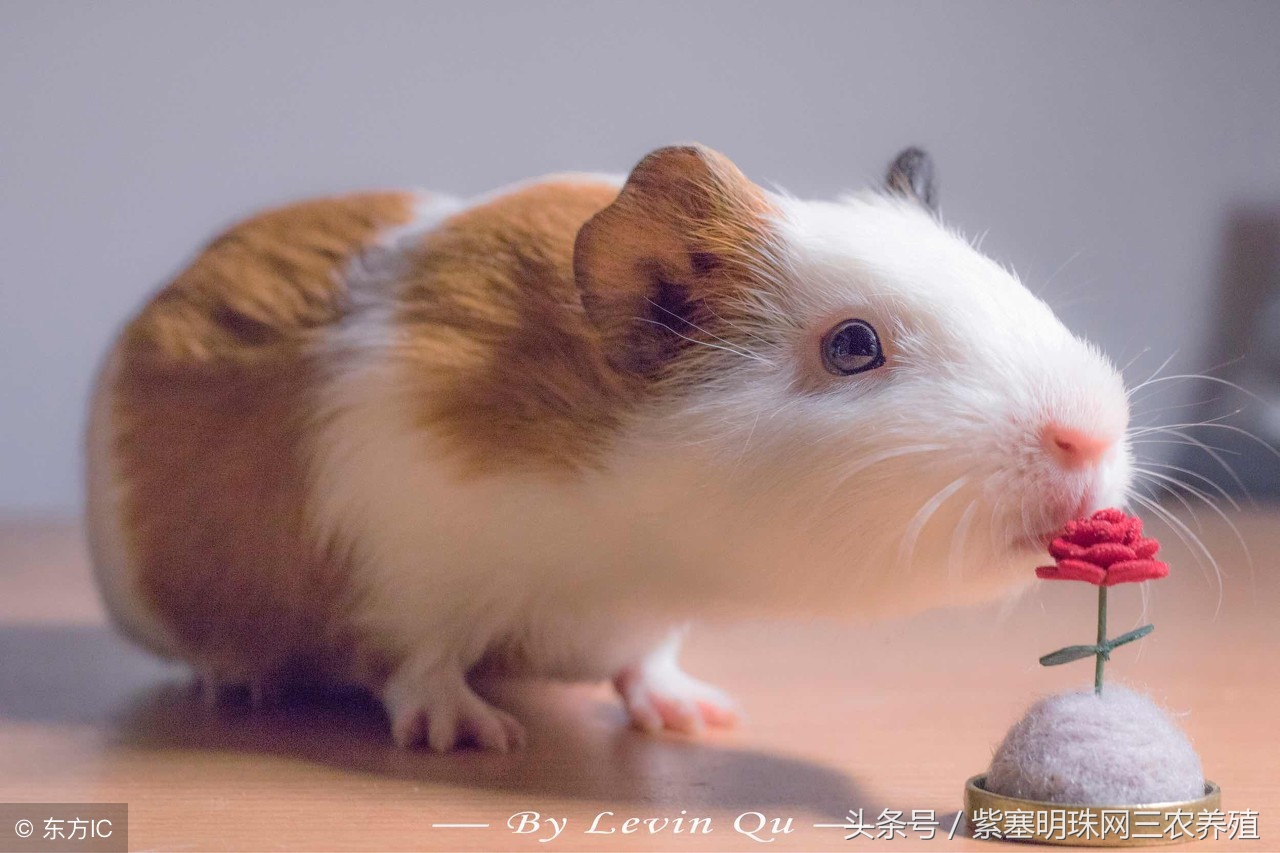 荷兰猪怎么养殖收益快,紫塞明珠种植视频