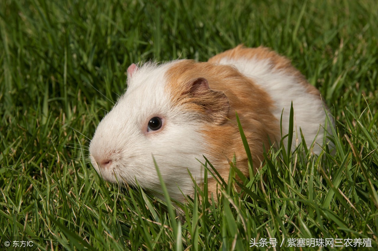 荷兰猪怎么养殖收益快,紫塞明珠种植视频