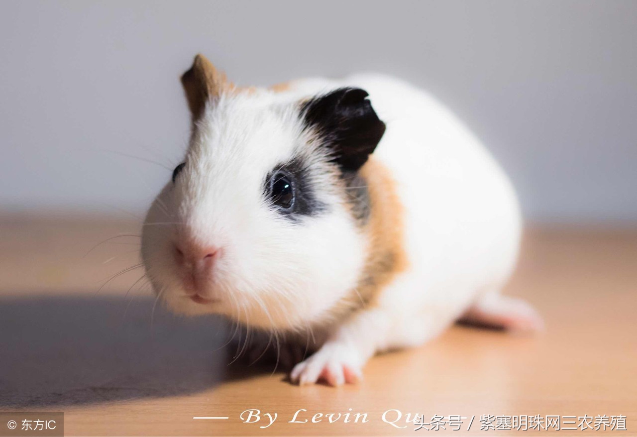 荷兰猪怎么养殖收益快,紫塞明珠种植视频