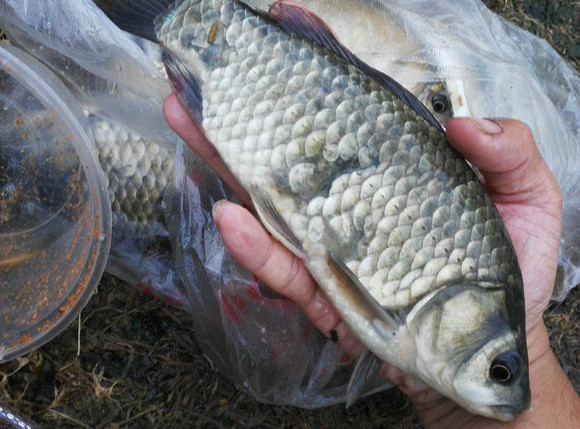 秋高气爽的天气，抓一把自己泡的麦子钓鱼，比什么饵料都好用！