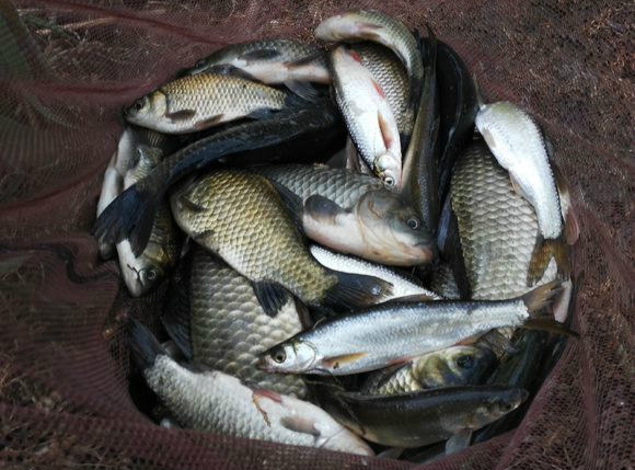 秋高气爽的天气，抓一把自己泡的麦子钓鱼，比什么饵料都好用！