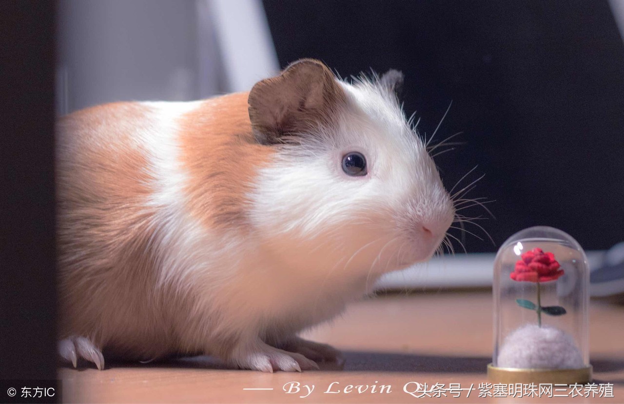 荷兰猪怎么养殖收益快,紫塞明珠种植视频