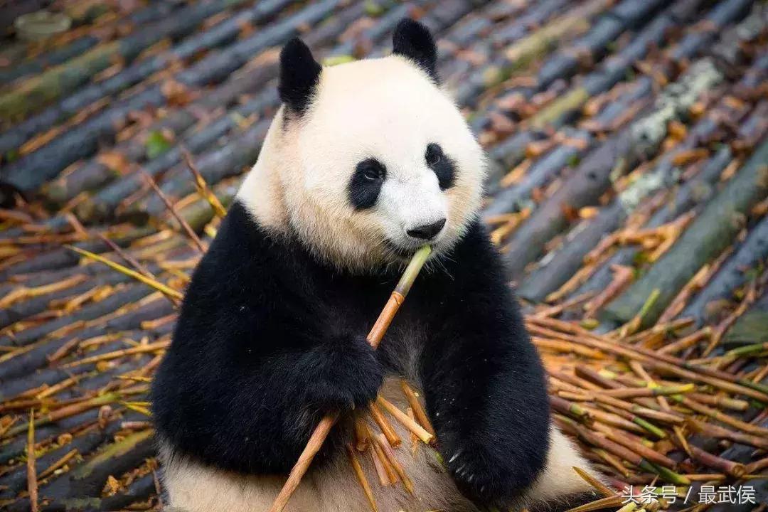 成都近郊免费一日游自驾,成都温江十大景点免费