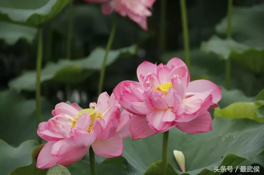 成都近郊免费一日游自驾,成都温江十大景点免费