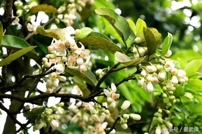成都近郊免费一日游自驾,成都温江十大景点免费