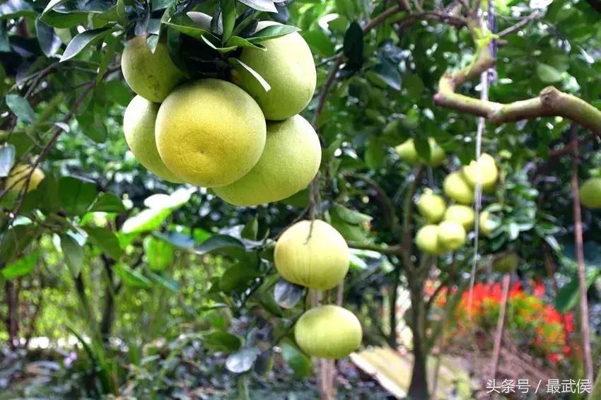 成都近郊免费一日游自驾,成都温江十大景点免费