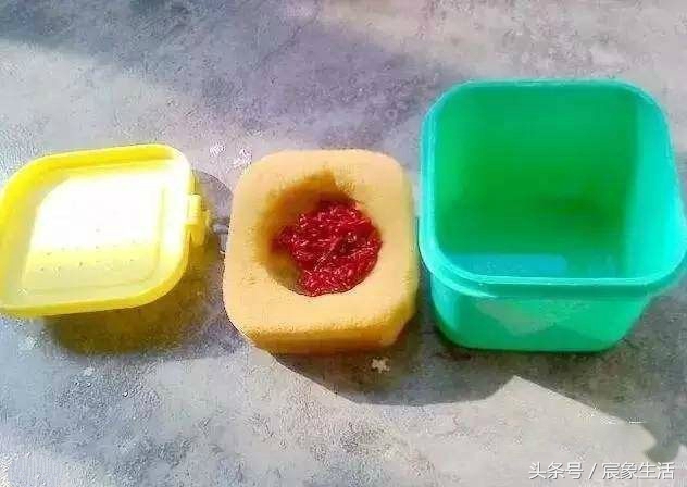 钓鱼用不完的红虫怎样养,红虫钓鱼需要注意什么