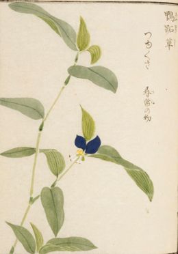 鸭跖草图片有多少种颜色,鸭跖草植物大图