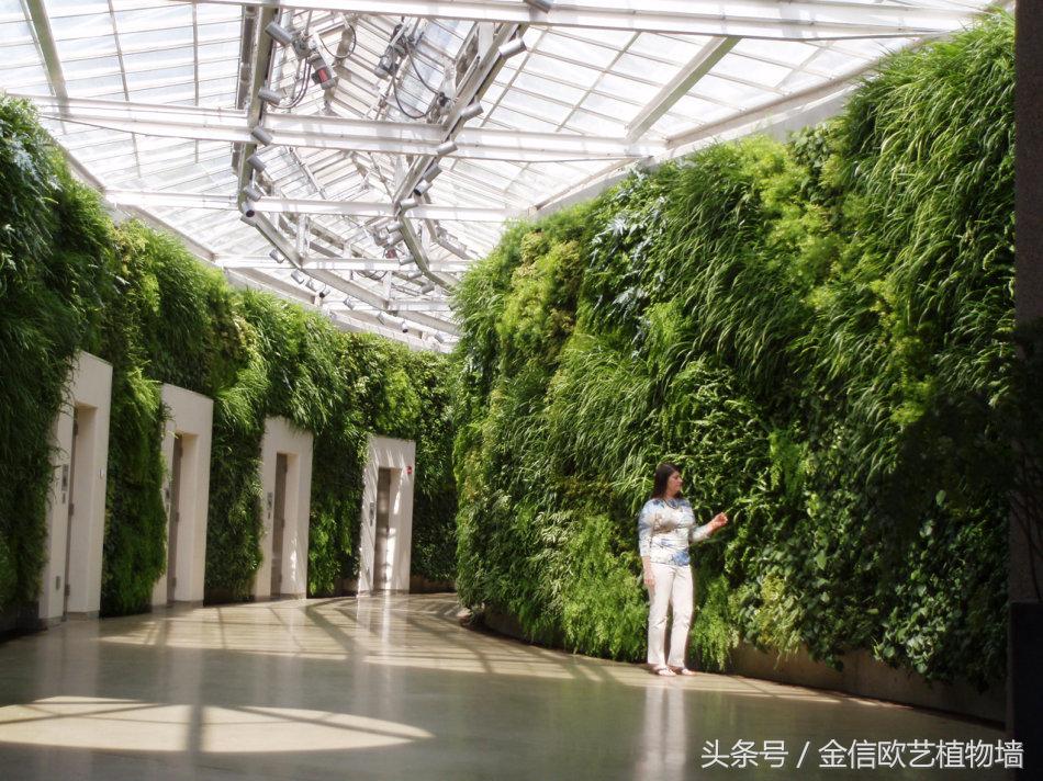 室内植物装饰墙图片,陕西户外植物墙装饰