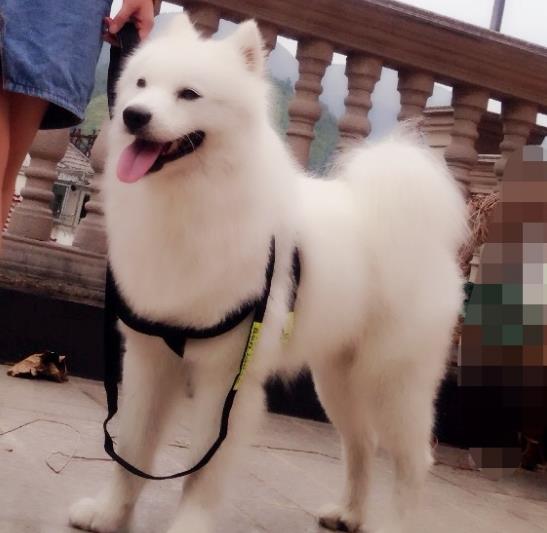 萨摩耶跟猪能一起养吗,萨摩耶和猪同养