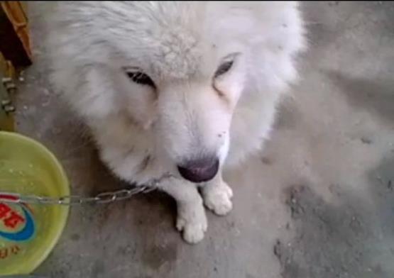 萨摩耶跟猪能一起养吗,萨摩耶和猪同养