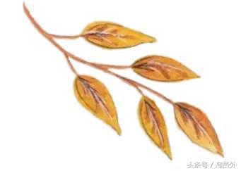 新疆第一罗布麻茶,新疆罗布泊的罗布麻茶