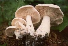 口蘑的产地在哪里,口蘑是不是中国美味蘑菇