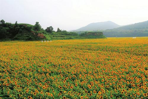 壶关健康扶贫,壶关助农