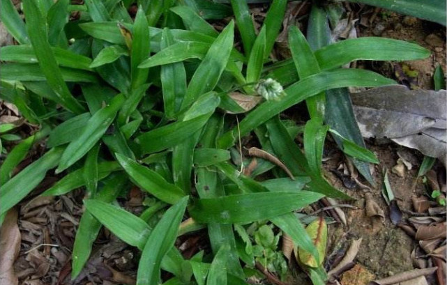 农村常见的一种野草农民不认识的,农村常见野草100块一斤