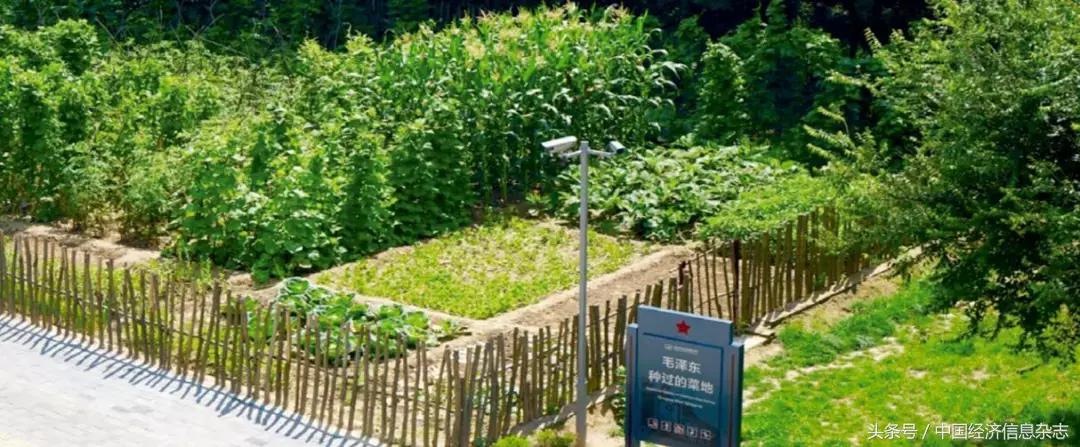 不忘初心牢记使命作文,不忘初心牢记使命图