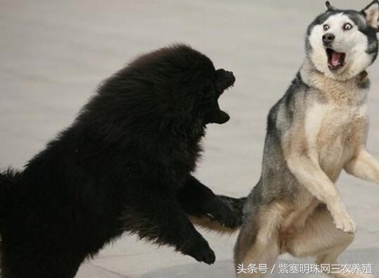 紫珍珠养殖注意事项,藏獒不消化有什么办法