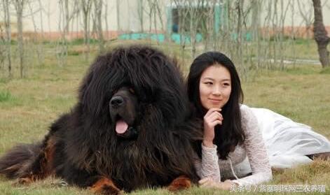 紫珍珠养殖注意事项,藏獒不消化有什么办法