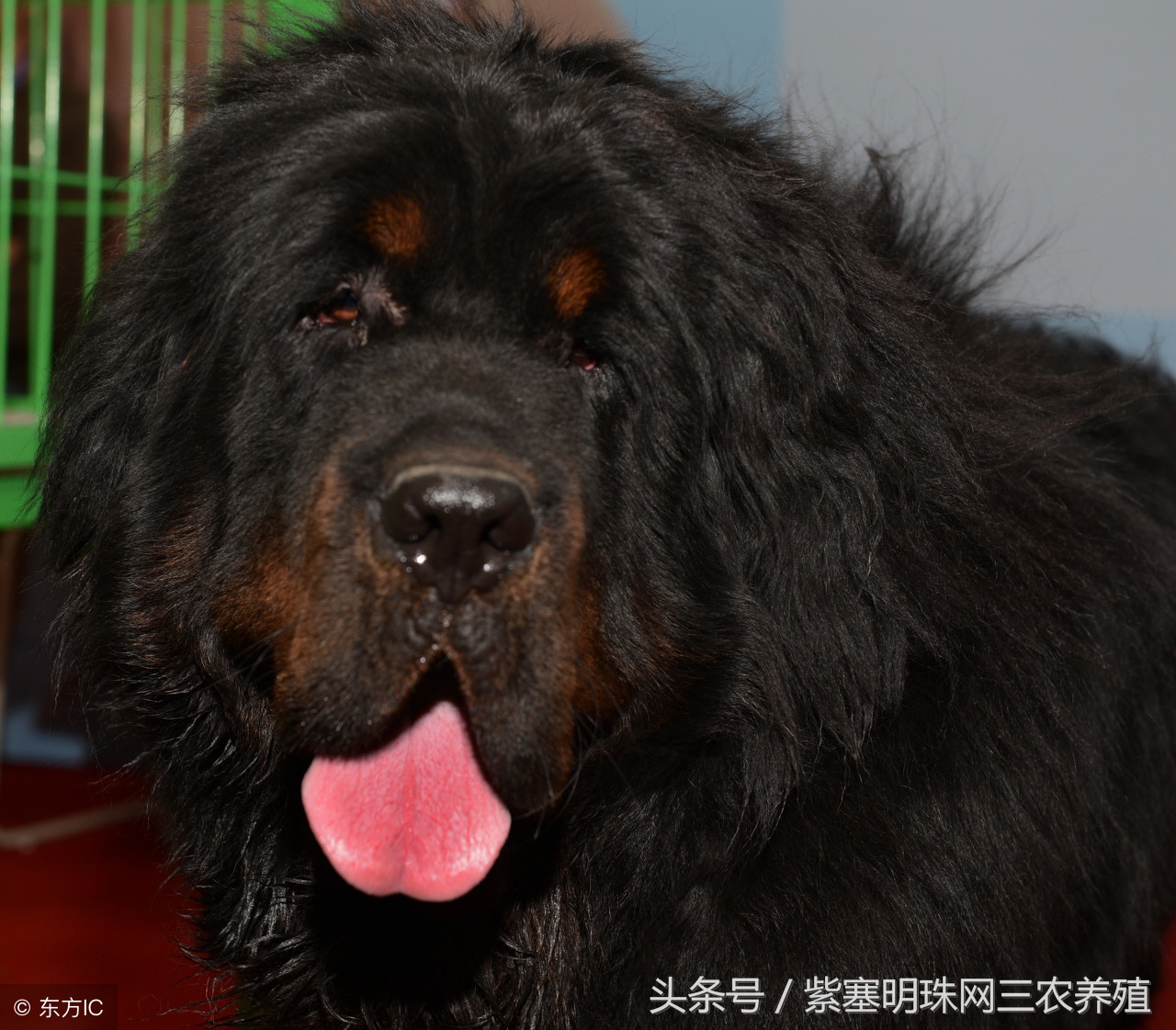 紫珍珠养殖注意事项,藏獒不消化有什么办法