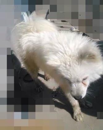 萨摩耶跟猪能一起养吗,萨摩耶和猪同养