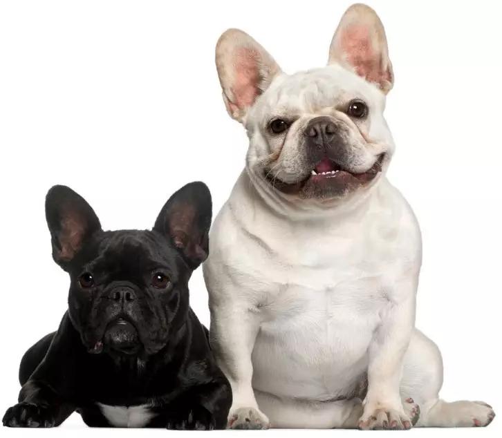 斗牛犬各种疾病的表现,斗牛犬的一些常见病