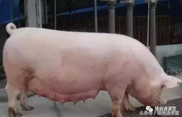 猪场引种技巧视频,猪场用药的十大方法