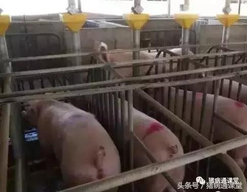 猪场引种技巧视频,猪场用药的十大方法