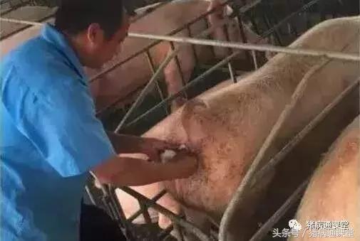 猪场引种技巧视频,猪场用药的十大方法