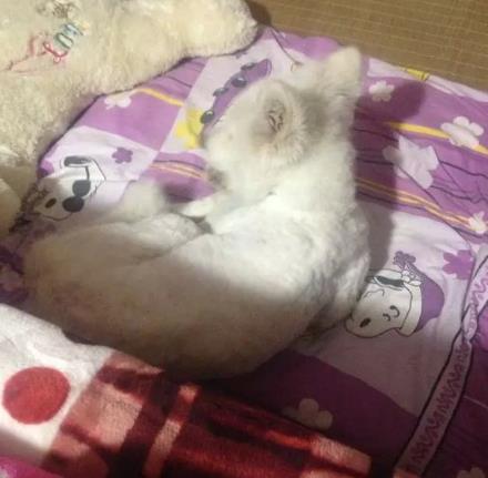 萨摩耶跟猪能一起养吗,萨摩耶和猪同养