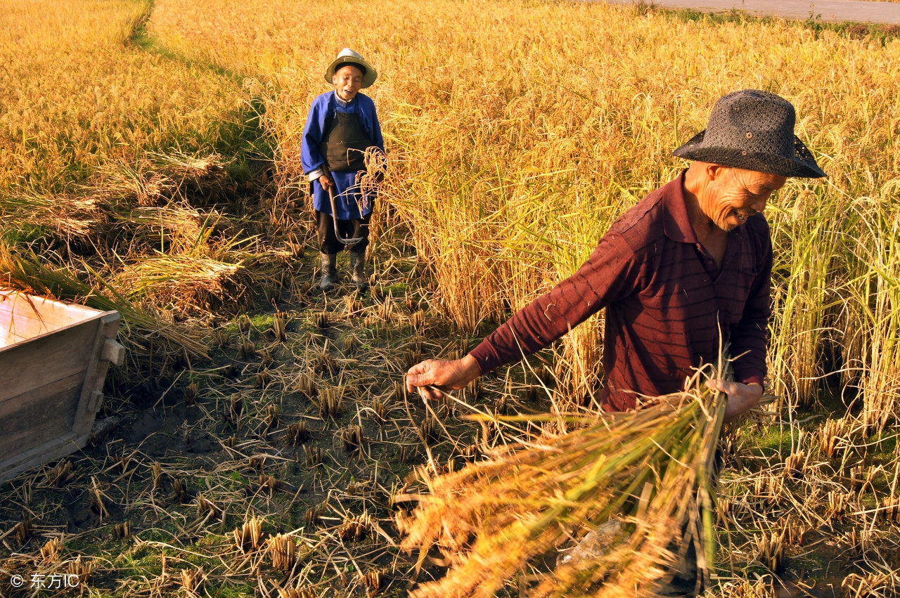 水稻是早稻还是秋稻好,中稻和晚稻分别是什么时候收割