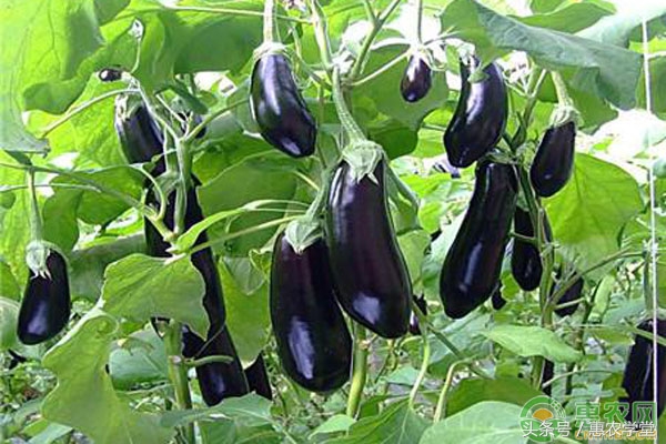 茄子有黄叶有的茄子死了,茄子黄叶病最佳防治方法