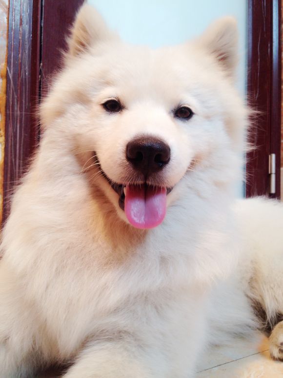 萨摩耶跟猪能一起养吗,萨摩耶和猪同养