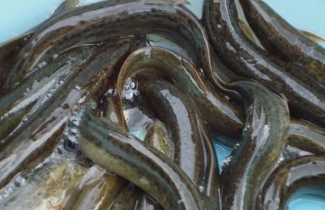 奶粉没有成品检测日期,奶粉没有生产日期批号怎么处罚