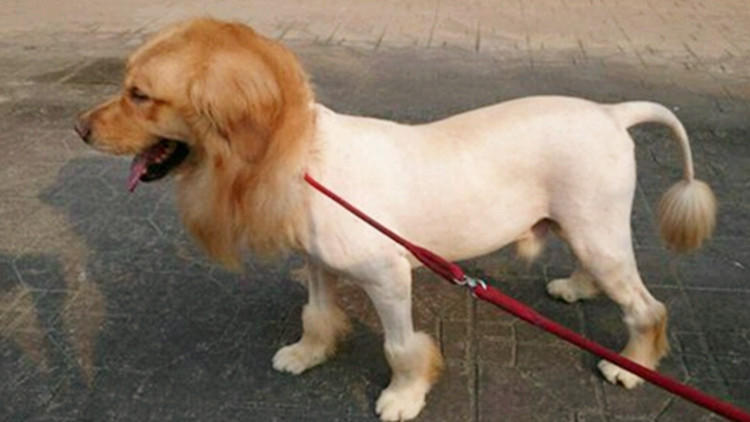 给狗狗剃毛3大误区,现在怎么给狗狗剃毛