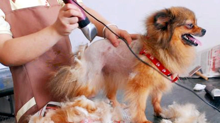 给狗狗剃毛3大误区,现在怎么给狗狗剃毛