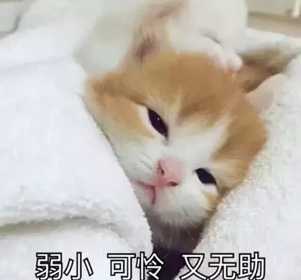 猫狗血糖低怎么办,小猫低血糖需要补多久