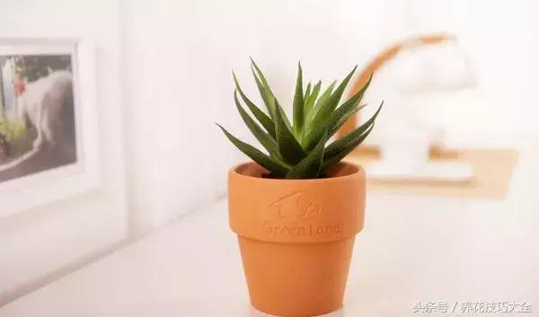 既能观赏又能药用的花草,能保健治病的植物有哪些