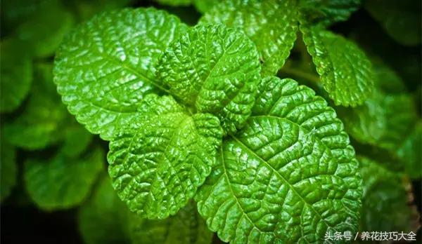 既能观赏又能药用的花草,能保健治病的植物有哪些